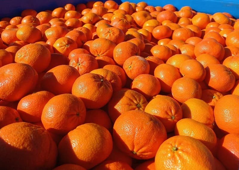 images/1661153606879citrus sorter.jpg